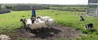 PICTURES/The Burren - Coherconnel Fort & Sheepdog Demonstration/t_DSC04953.JPG